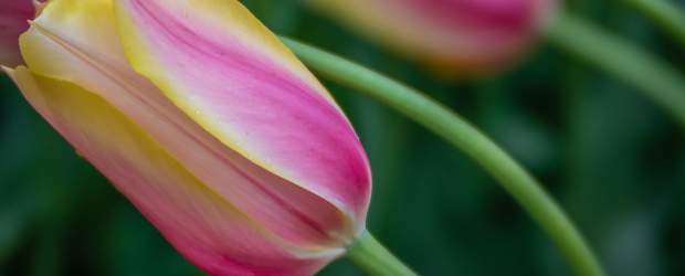 Blushing Lady