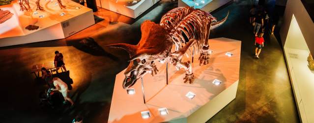 Dinosaur Exhibit at The Museum of Natural Science In Houston, TX