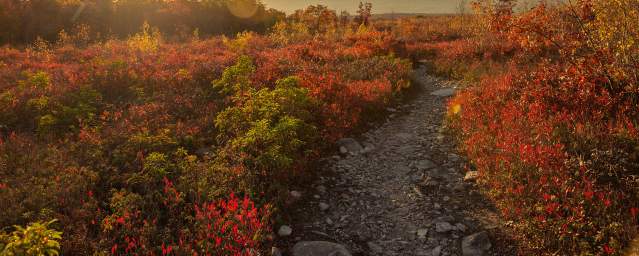 Fall Foliage at Eales Preserve at Moosic Mountain
