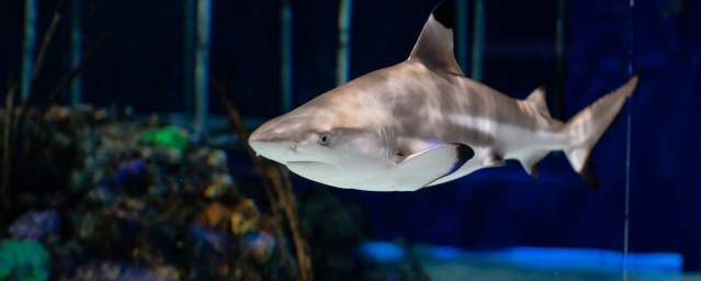 Shark at the Electric City Aquarium & Reptile Den