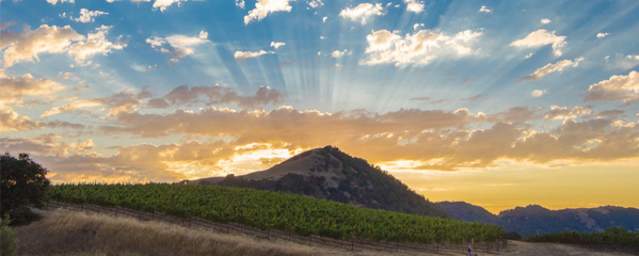 Sunrays over a mountain with a vineyard in the foreground