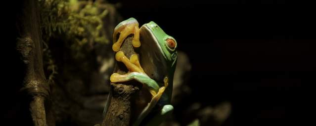 Frog at Electric City Aquarium & Reptile Den