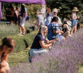 Crowd gathers outdoors around line of full bloom lavender plants at the Milan Lavender Festival