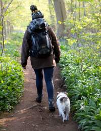 Woman walking a small white dog through bluebells in a wood in Bristol