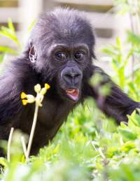 Gorilla Hasani in Summer Cowslip at Bristol Zoo