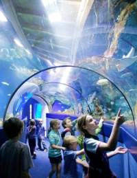 A group of children looking into a tank while walking through the tunnel at Bristol Aquarium - credit Bristol Aquarium