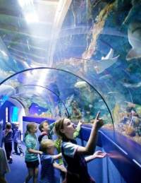 A group of children looking into a tank while walking through the tunnel at Bristol Aquarium - credit Bristol Aquarium