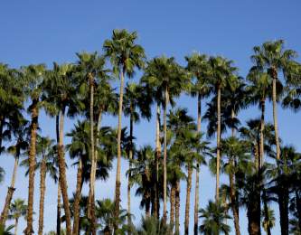 Palm trees