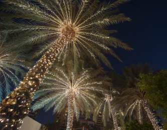 iStock Palm Tree Christmas Lights