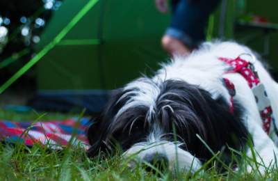 Dog laying down outside tent camping in the New Forest