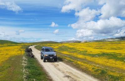 Driving through a wildflower super bloom in Carrizo Plains