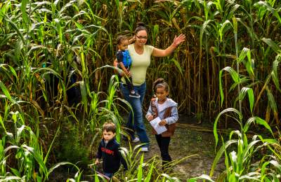 Image of mother with three children in a corn maze