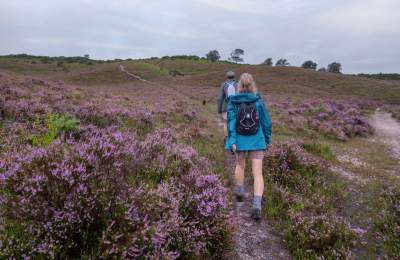 Two people walking up the hill amongst heather in the New Forest