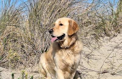 Jasper, by Fred Ellis @ East Head, West Wittering