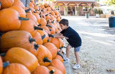 Picking pumpkins at Avila Valley Barn