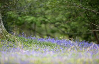 Bluebells Collection