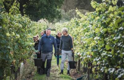 Wine harvest at Ashling Park Estate