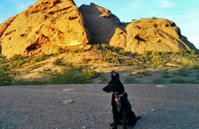 Greater Phoenix Dog Parks Dog Parks in Phoenix Scottsdale Gilbert