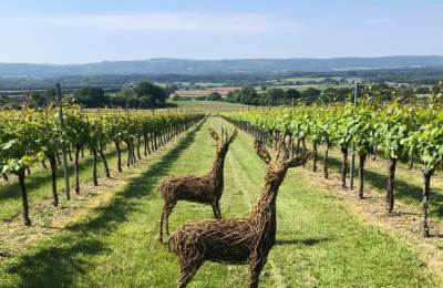 Roebuck Vineyard