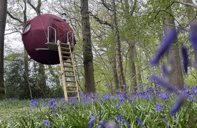 Strawberry Lane Tree Tent amid a bluebell wood