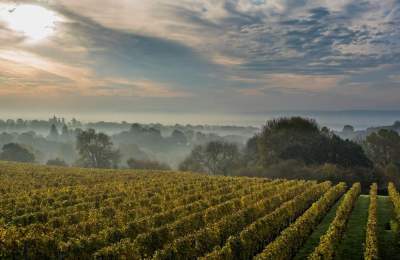 A view of vines with countryside in the background