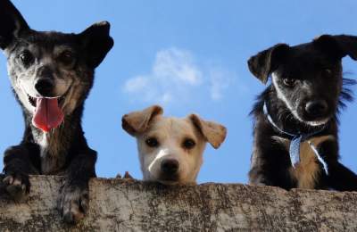 Three dogs looking over a fence