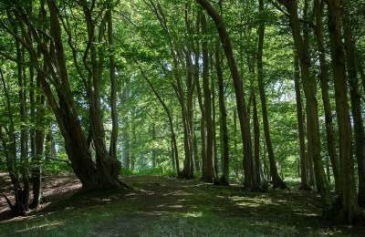 Forest Bathing, The Spread Eagle Hotel