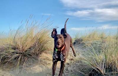 Dog running in sand dunes at West Wittering beach