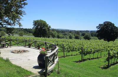 a view of vines