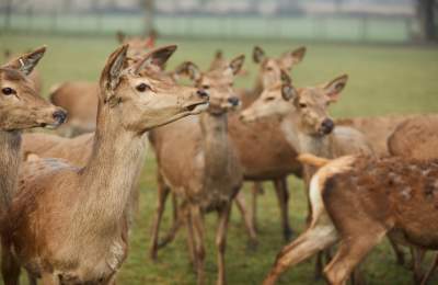 Deer at Sky Park Farm