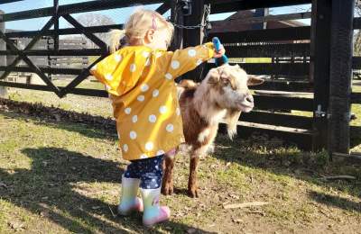 Girl grooming goat at Aldingbourne Country Centre