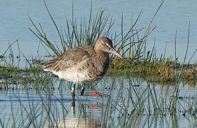 Blacktailed Godwit, Pulborough Brooks