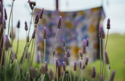 Lavender Close Up at Couleur de la vie in Paso Robles