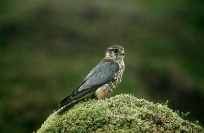 Merlin, RSPB Pagham