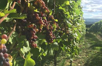 a view of vines from upperton vineyard