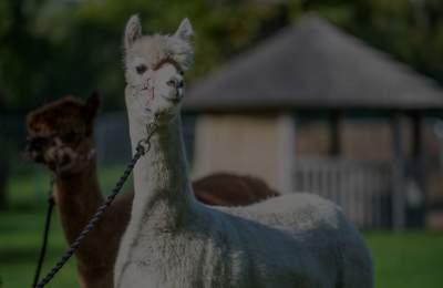 Alpacas at Our Back Garden