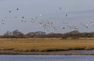 Lapwings, RSPB Pagham Harbour