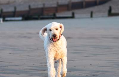 Dog on Beach