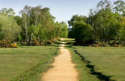 Long gravel walking path in the New Forest