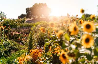 Flower garden with winery in the background