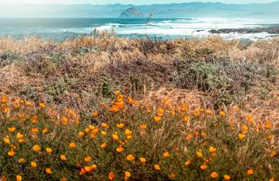 views of the poppies growing along trail in Montana de Oro State Park