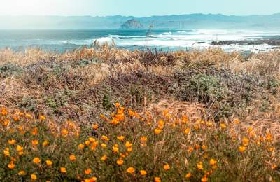 views of the poppies growing along trail in Montana de Oro State Park