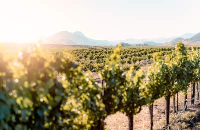 Edna Valley Vineyard Views-Blog Resize