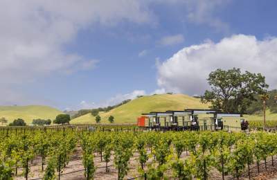 Vineyard with vines, blue sky, and green hills