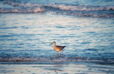 Bird with long beak and spotted feathers walking in ocean surf