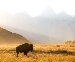 Bison and tetons