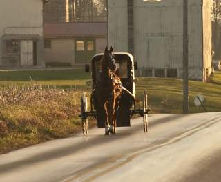 Horse | Dutch Country Roads