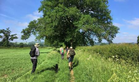 A group of people on an organised tour walk along the edge of a field, bordered with wildflowers, towards some large trees