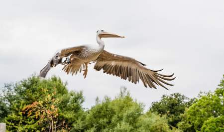 A pelican flying in the Living Wetland Theatre