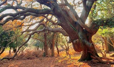 Elephant Tree at Slodden Woods